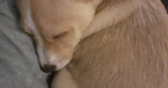 enora pet sitter à BONLIEU 39130_9