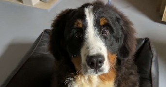 victoria dog sitter à LEVALLOIS PERRET 92300_2