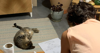 alban pet sitter à CHAVILLE 92370_5