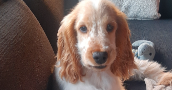 sophie pet sitter à TREGLAMUS 22540_1