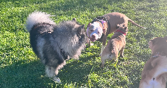 maëlle pet sitter à NOISY LE GRAND 93160_1