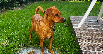 karolina  pet sitter à BAILLY 78870_2