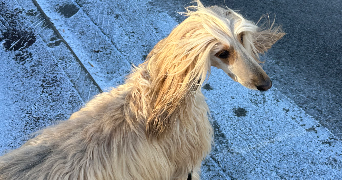 camille pet sitter à PLAISIR 78370_2