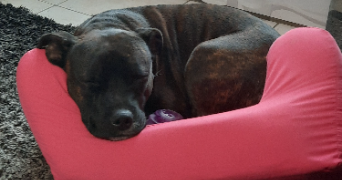 vanessa pet sitter à ISSOU 78440_2