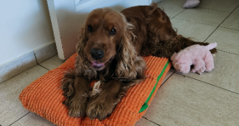 afonso pet sitter à ST MAURICE 94410_4