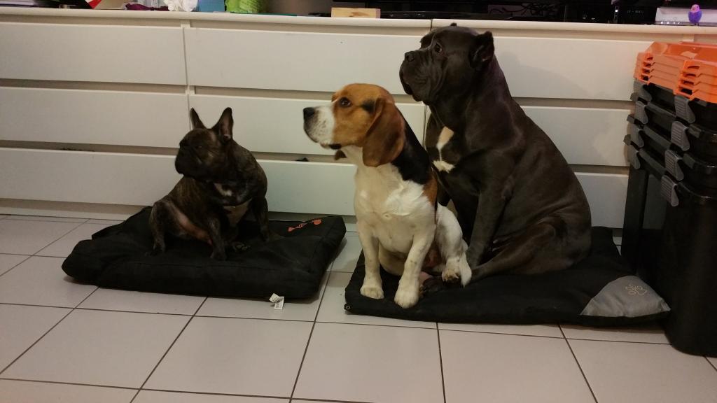 sandra pet sitter à Biscarrosse 40600_8