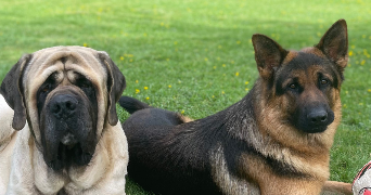 clara pet sitter à MELESSE 35520_2