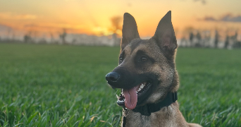 johana pet sitter à EPIEDS 27730_1