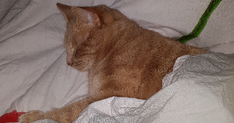 emmanuelle pet sitter à VIGNEUX SUR SEINE 91270_6