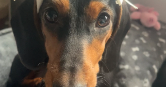 thulane pet sitter à TASSIN LA DEMI LUNE 69160_8