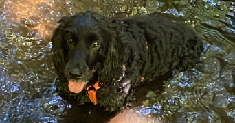 gurvann pet sitter à LORIENT 56100_2