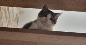 cléa pet sitter à MARGNY LES COMPIEGNE 60280_2