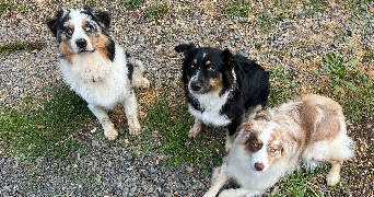 tiffany pet sitter à THORIGNY SUR OREUSE 89260_1