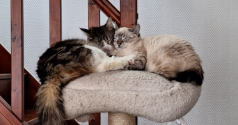 chloé pet sitter à BUSSAC SUR CHARENTE 17100_3