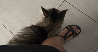 servane pet sitter à EPENOY 25800_2