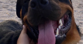 firdaous pet sitter à MONTPELLIER 34090_0