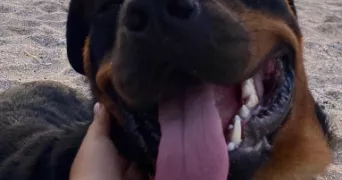 firdaous pet sitter à MONTPELLIER 34090
