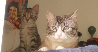 julia pet sitter à GRENOBLE 38000_10