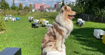 emma pet sitter à RENNES 35000