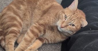 mariana pet sitter à LYON 08 69008_1