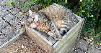 louna pet sitter à BAYONNE 64100_1