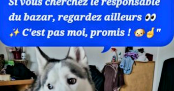 andrea pet sitter à PARIS 11 75011_9