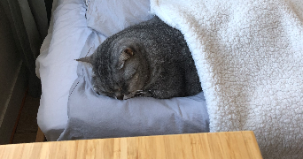 nika pet sitter à RUEIL MALMAISON 92500_1