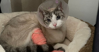 jouhayna pet sitter à Paris 10 75010_5