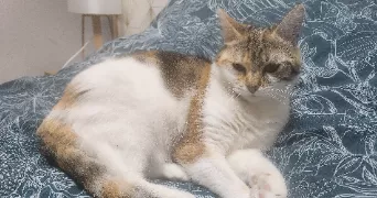 malorie pet sitter à THOUARS 79100