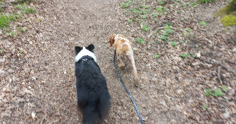 Hugues pet sitter à L ISLE ADAM 95290_3