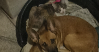 manon pet sitter à VICHY 03200_1