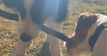stéphanie pet sitter à ST PAUL SUR ISERE 73730_6
