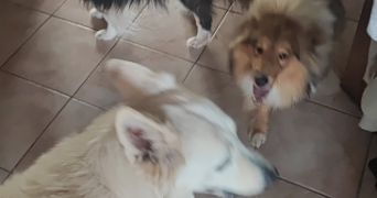 alicia pet sitter à VILLEURBANNE 69100_1