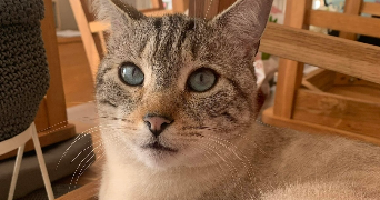 zoe pet sitter à CLAYE SOUILLY 77410_2