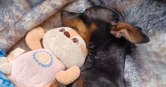 marina pet sitter à MONS EN BAROEUL 59370_6