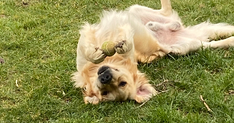 maëlys pet sitter à Issel 11400_3