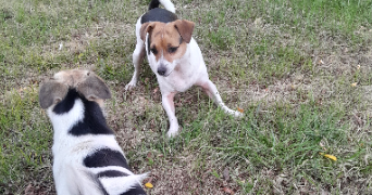 nadia pet sitter à LAUTREC 81440_8