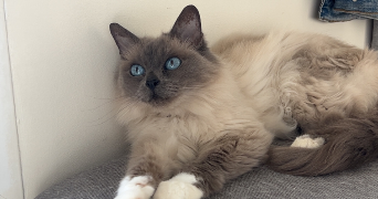 emilie pet sitter à BREBIERES 62117_2