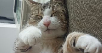 emma pet sitter à LE THUIT DE L OISON 27370_1