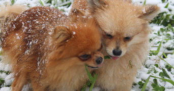 lea pet sitter à Montlouis sur Loire 37270_8