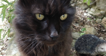 laëtitia pet sitter à MARCENOD 42140_1