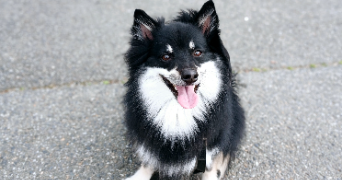 céline pet sitter à CAPENS 31410_4