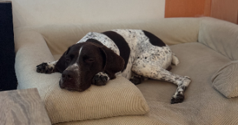 emeraude pet sitter à LA ROCHELLE 17000_7