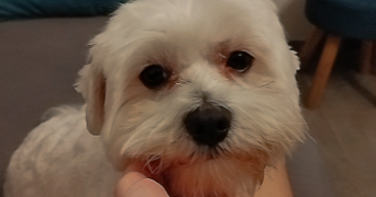 ellie pet sitter à MONTFERMEIL 93370_2