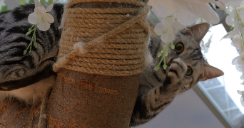 louise pet sitter à ANNECY 74960_2