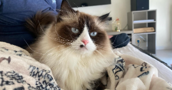 pauline pet sitter à LES HAUTS D ANJOU 49330_3