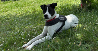 noa pet sitter à MITRY MORY 77290_1