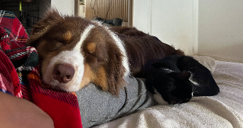 camille pet sitter à HOUILLES 78800_0