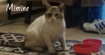 valérie pet sitter à Le Thor 84250_17