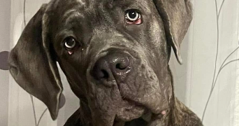 emma pet sitter à Le Mans 72000_1